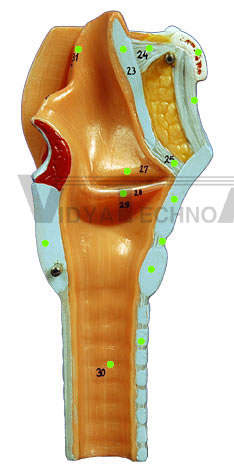 Larynx II - Vocal Folds